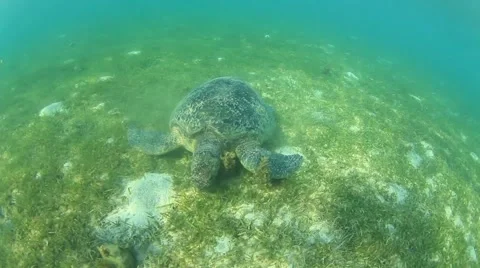 Green Sea Turtle 스톡 동영상 65449674