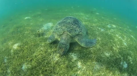 Green Sea Turtle Видео 65449675
