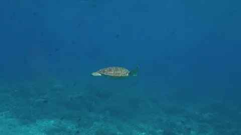 Green sea turtle Stock Footage 79606362
