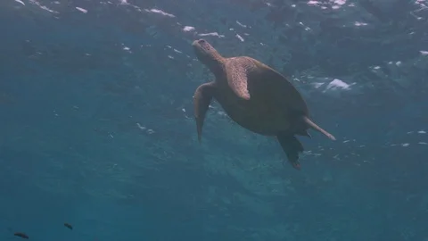 Green Sea Turtle Video stock 87820528