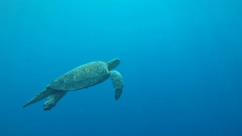 Green Sea Turtle Stock-Footage 88612294