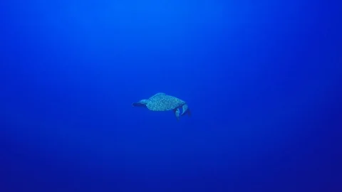 Green Sea Turtle Stock Footage 88613510