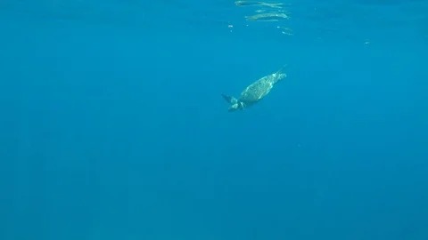 Green Sea Turtle Stock Footage 105222668