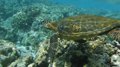 Green Sea Turtle Stock Footage 107228939