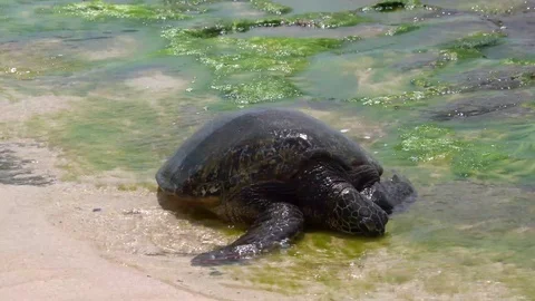 Green Sea Turtle Stock Footage 118903333