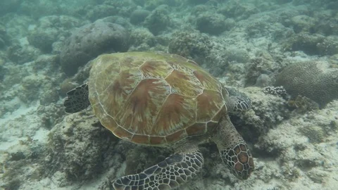 Green Sea Turtle Stock Footage 125177813
