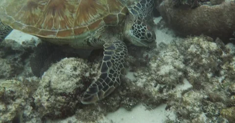 Green Sea Turtle Stock Footage 125178125
