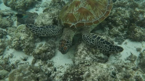 Green Sea Turtle Stock Footage 125231918