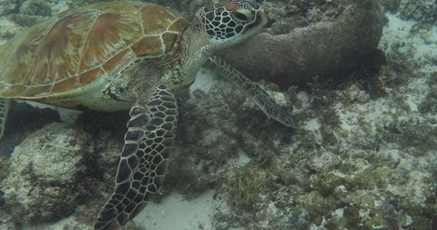 Green Sea Turtle Stock Footage 125232328