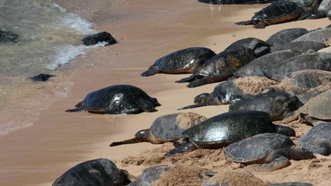 GREEN SEA TURTLE Stock Footage 245045314