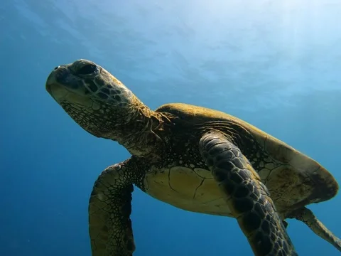 Green Sea Turtle Stock Footage 307455251