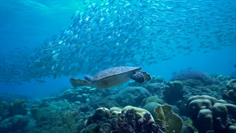 Green sea turtle Stock Footage 311389252