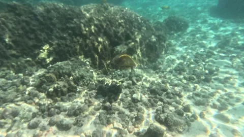 Green Sea Turtle Stock Footage 314802504