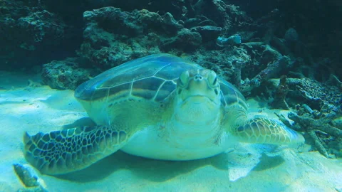 Green Sea Turtle Vídeos de archivo 324918587