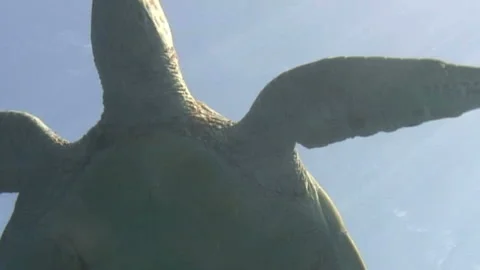 Green Sea Turtle Video stock 327590017