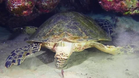 Green Sea Turtle Foraging on Sandy Seafloor Stock Footage 316692517