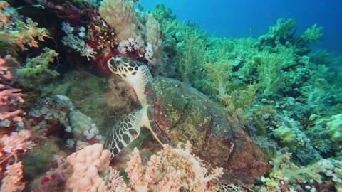 Green Sea Turtle Foraging on Vibrant Coral Reef Underwater Stock Footage 316575727
