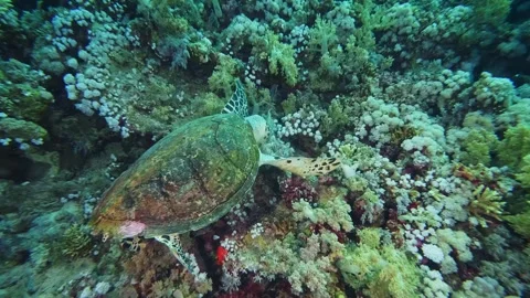 Green Sea Turtle Foraging on Vibrant Coral Reef Stock Footage 316575903