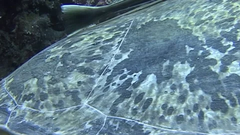 Green Sea Turtle Gets a Cleaning at Sipadan Island, Indonesia Stock Footage 324167182