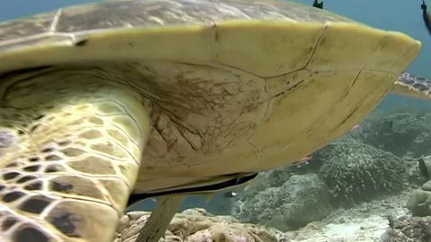 Green Sea Turtle Gets a Cleaning at Sipadan Island, Indonesia Stock Footage 324168417