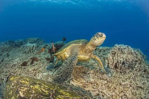 Green sea turtle getting its shell cleaned by goldring surgeonfish off Mau... Stock Photos