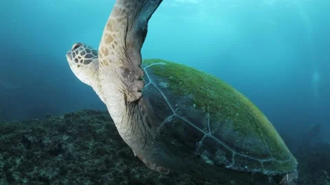 A Green sea turtle glides effortlessly past a scuba diver towards a school Stock Footage 169883745
