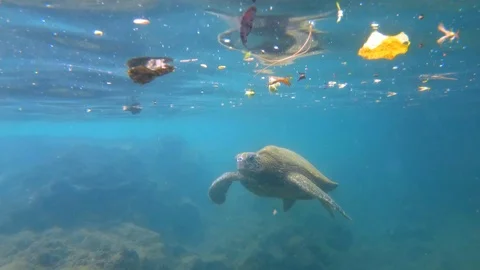 Green sea turtle glides through ocean, looking for food, slow motion 4K Stock-Footage 98428177