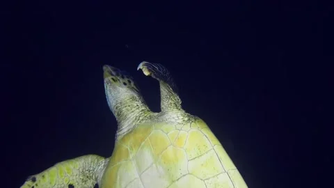 Green Sea Turtle Gliding in Deep Blue Ocean at Night Stock Footage 316693008