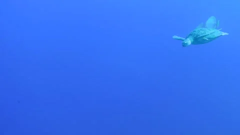 Green sea turtle gliding through tropical water, closeup scuba diving Stock Footage 144358497