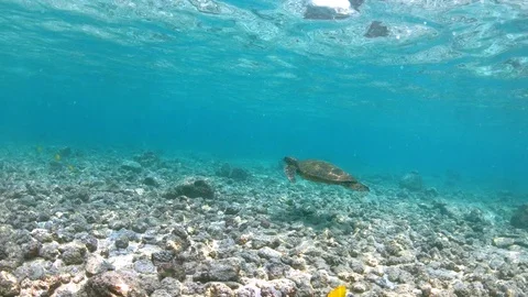 Green Sea Turtle gracefully glides along ocean floor in beautiful slow motion 4K Stock Footage 98432947