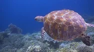 Green Sea Turtle Gracefully Swimming Above Sea Corals, Slow Motion. Stock Footage