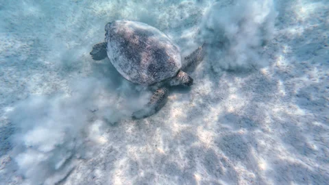 Green sea turtle grazing at bottom of sea, using flipper limbs to clear sand Stock Footage 314638031