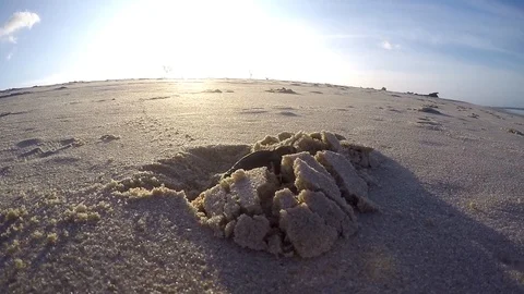 Green sea turtle hatching going towards the sea on the Swahili coast, Tanzania. Stock Footage 119839953