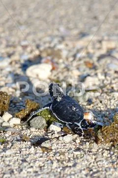 Green Sea Turtle Hatchling Stock Photos