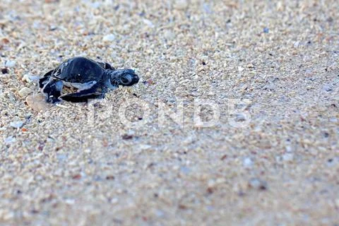 Green Sea Turtle Hatchling Stock Photos
