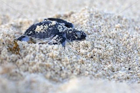 Green Sea Turtle Hatchling Stock Photos