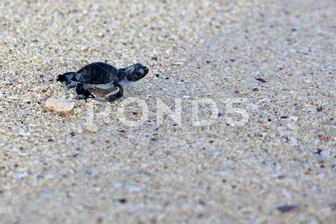 Green Sea Turtle Hatchling Stock Photos