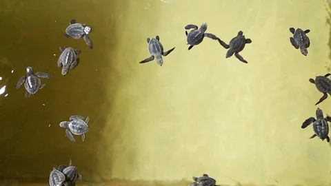 Green sea turtle hatchlings in conservation tank Stockbeeldmateriaal 74932038