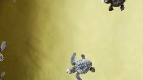 Green sea turtle hatchlings in conservation tank Stockbeeldmateriaal 74932105