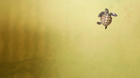 Green sea turtle hatchlings in conservation tank Stockbeeldmateriaal 74932185