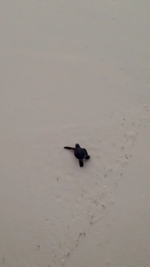 Green sea turtle hatchlings. Stock Footage 257638294