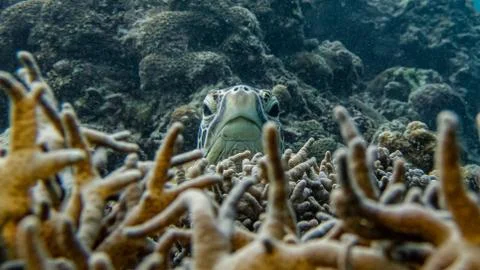 Green sea turtle head Foto stock