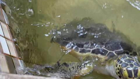 Green Sea Turtle head resting by the edge of a conservation tank. Stock Footage 331812199