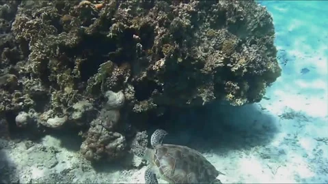  Green Sea Turtle Hiding Completely Under a Coral Formation, Marsa Alam, Egypt Stock Footage 343313410