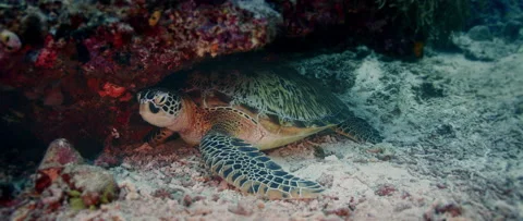 Green sea turtle is hiding under a rock, Indonesia Stock Footage 144426146