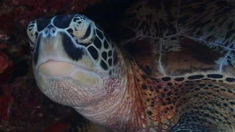 Green sea turtle is hiding under a rock, Indonesia Видео 144440349