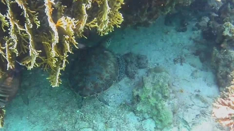 Green Sea Turtle Hiding Under Coral Beside a Long-Spined Porcupinefish, Marsa Al Stock Footage 343309939