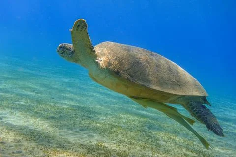 Green sea turtle hovering in clear blue sea water in marsa alam egypt Stock Photos