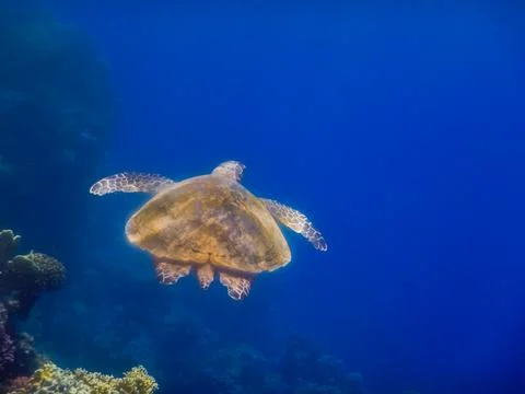 Green sea turtle hovering in deep blue water view from behind Stock Photos