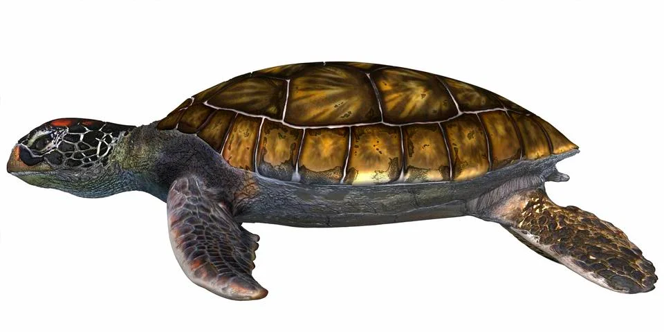 Green Sea Turtle Stock Illustration